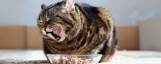 Why isn't Commercial Pet Food the Best Choice for your Pet?