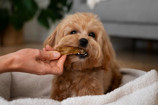 Pork Liver for Dogs: Benefits, Risks, and the Best Way to Serve It