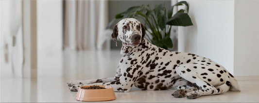 What’s in Your Pet’s Bowl?