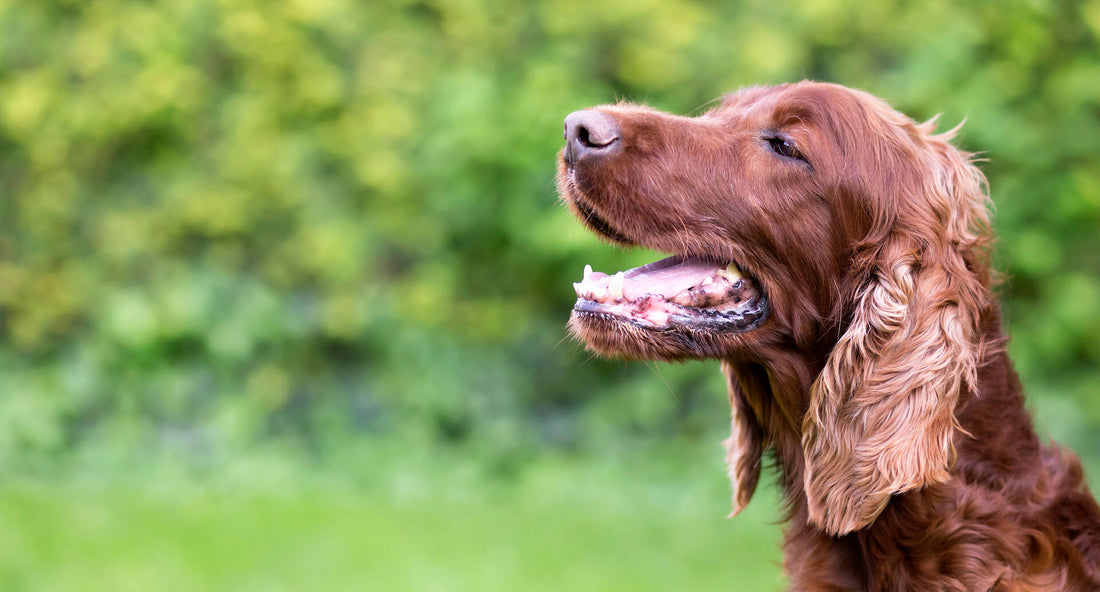 How to Clean Your Dog's Teeth at Home (Easy Tips)