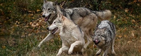 What Wolves Eat: Diet Lessons From The Leader of the Pack
