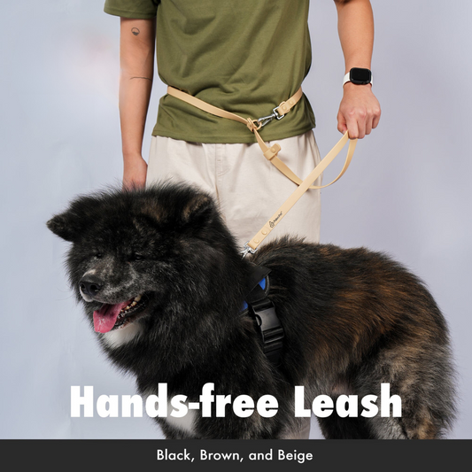 hands free leash dog with owner